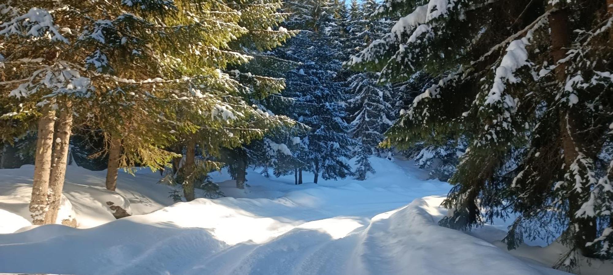 Pinetrees Lodge Πλαβ Εξωτερικό φωτογραφία